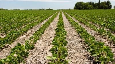 Riade acolhe em outubro  Exposição Internacional de Agricultura e Agroindústria