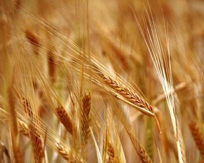Riscos e oportunidades para a agricultura portuguesa em debate na Agroglobal