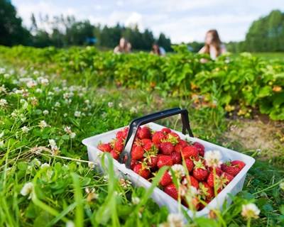Robôs contra pragas. Máquinas "inteligentes" revolucionam agricultura nacional