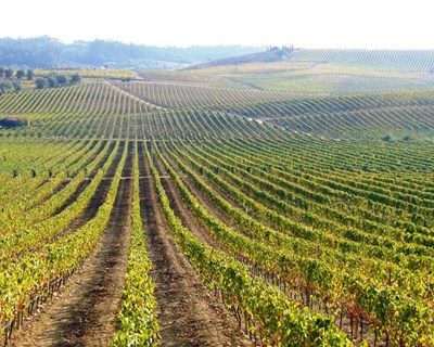 Rota da Bairrada lança desafio aos produtores para fazer face à crescente procura