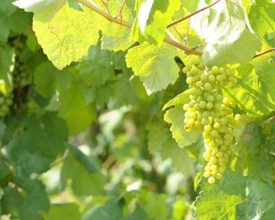 Rota dos Vinhos Verdes assinala Dia Mundial do Enoturismo