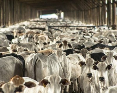 Ruralbit lança nova versão do plugin para registo automático de saída de pequenos ruminantes no IFAP