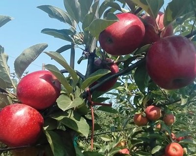 SafeApple - Maçã com resíduos zero ao nível de aplicações em pós-colheita