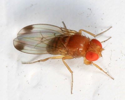 Saiba mais sobre a mosca do vinagre