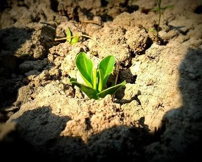 Santarém acolhe II Simpósio Nacional de Fertilização e Ambiente