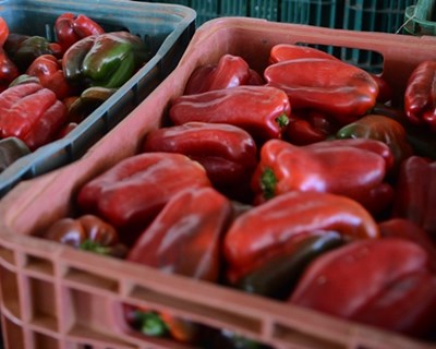 Santarém: Crédito Agrícola debate “Cooperar para exportar”