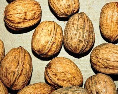 Santarém: Doces de Fruta e Frutos Secos a concurso em novembro