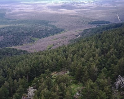 Savills comercializa 2.685 hectares de floresta sustentável em Portugal e Espanha