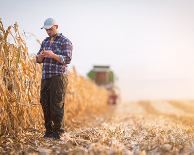 Seca contribuiu para níveis elevados de micotoxinas nas culturas agrícolas, revela análise