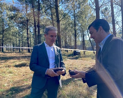 Secretário de Estado com tutela das Florestas visita pinhal-bravo produtor de semente