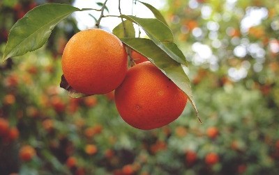 Segurança alimentar e agricultura: duas prioridades para a ONU até 2030