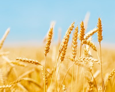 Seguros cobrem danos na agricultura provocados pelo calor