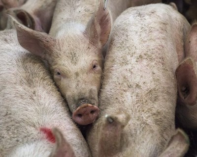 Seleção genética de suínos para melhoria da qualidade dos produtos