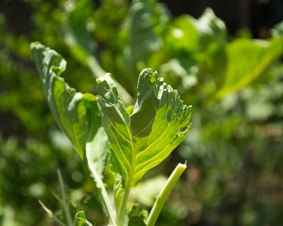 Semana Verde Internacional de Berlim chega em janeiro de 2018
