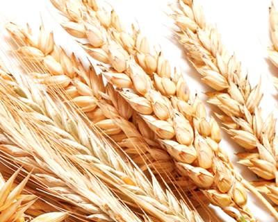 Seminário ACICO 2015: Tomar debate mercado de cereais e oleaginosas