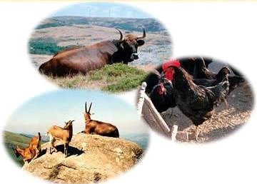 Seminário de raças autóctones na UTAD