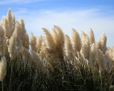 Seminário técnico marca o encerramento do Projeto LIFE STOP Cortaderia