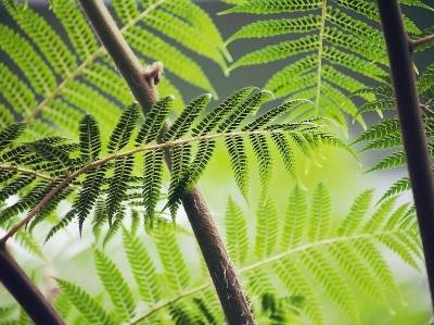 Sertã aposta na investigação e certificação do património florestal