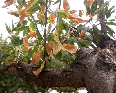 Sessão de formação sobre Xylella fastidiosa