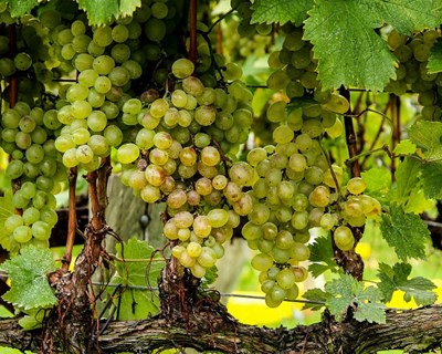 Sessões de esclarecimento para vitivinicultores e técnicos do setor sobre o VITIS