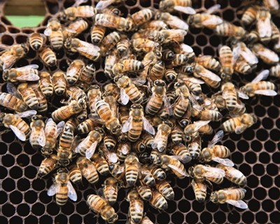 Setembro é mês de Declaração de Existências de Apiários