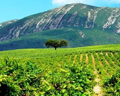Setúbal recebe Festival Ibérico do Vinho