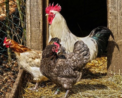 Setor das aves espanhol prevê perdas de 600 milhões de euros
