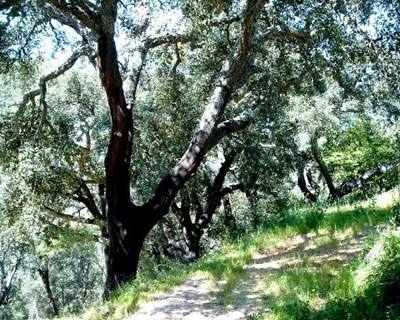 Setor florestal «esquecido no PDR 2020», acusa ANEFA