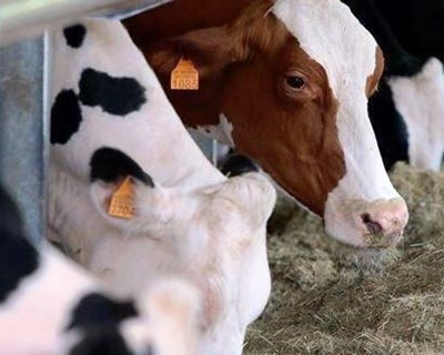 Setor pecuário em perigo em França