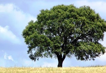 Setores da alimentação e agricultura em destaque em novembro