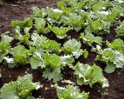 Sintra: vem aí o curso Hortas e Jardins em Agricultura Biológica