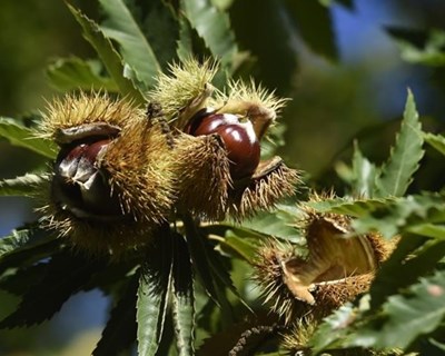 Sobreiros e castanheiros em risco