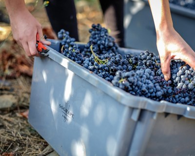 Sogrape Vinhos quer reduzir pegada ecológica