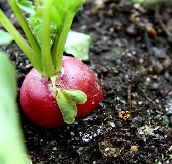Solução para crise climática passa pela agricultura familiar