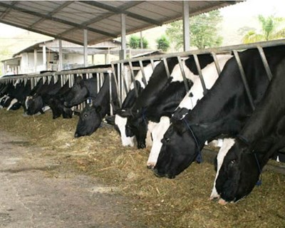 Soluções em nutrição animal para reduzir o impacto ambiental  da produção pecuária e promover a saúde e o bem-estar animal
