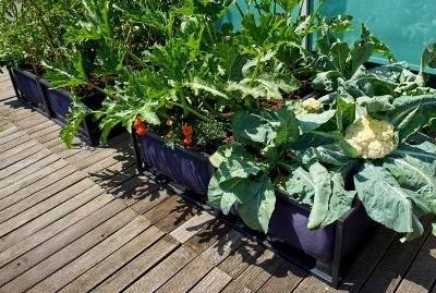 Startup de agricultura urbana nasce no Porto