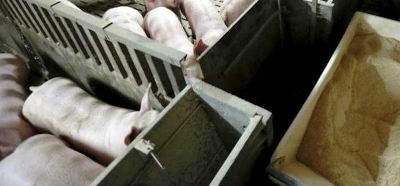 Suinicultores avisam que setor «vai colapsar em breve» se nada feito
