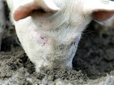 Suinicultores: Federação alerta para colapso iminente do setor