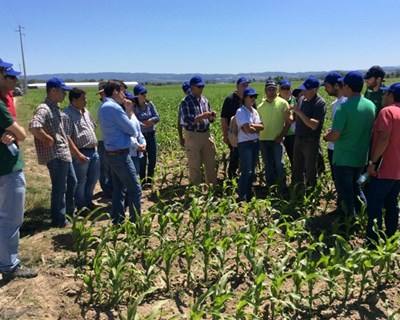 Syngenta reuniu especialistas de milho no Mondego