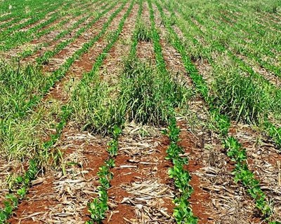 Tecfresh’18: workshop sobre controle de ervas daninhas sem herbicidas