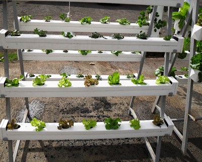 Técnicas de cultivo hidropónicas e semi-hidropónicas é tema de workshop em Penafiel
