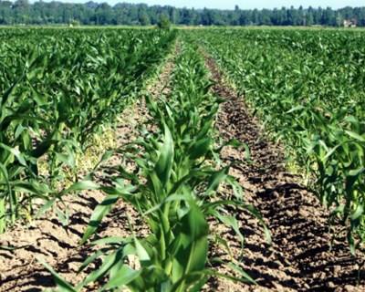 Tecnologias LZn e C-MOV da ADP: Adubos inovadores permitem aumentar o rendimento do agricultor