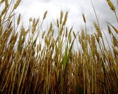 Timor: FAO prevê mais importações de cereais