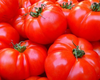 Tomate: França, Espanha e Itália analisam perspetivas da campanha 2015/2016