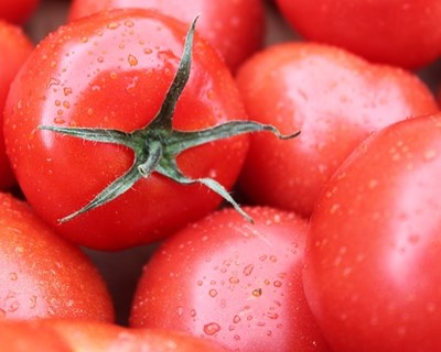 Tomates impróprios para consumo? Agora podem gerar energia