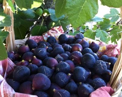 Torres Novas celebra frutos secos e figo preto em outubro