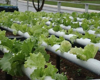 Torres Novas recebe Encontro de Produtores de Hortícolas em Hidroponia de Lisboa e Vale do Tejo