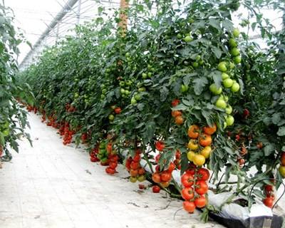 Torres Vedras: horticultor testa produção de tomate em estufas aquecidas a biomassa