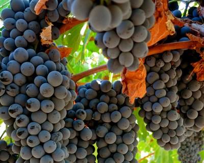 Touriga Nacional: a nova «embaixadora» dos vinhos portugueses