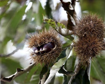 Trancoso: pede-se ajudar para minimizar prejuízos em castanheiros